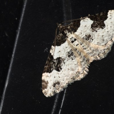 Xanthorhoe fluctuata (píďalka křenová), HR, Jablanac