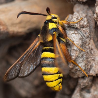 Sesia apiformis (nesytka sršňová), PR Černovický hájek