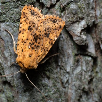 Conistra rubiginea (zimovnice rezavá), Kamenný vrch