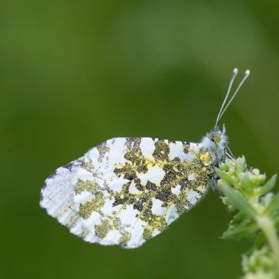 Anthocharis cardamines (bělásek řeřichový), Kývalka