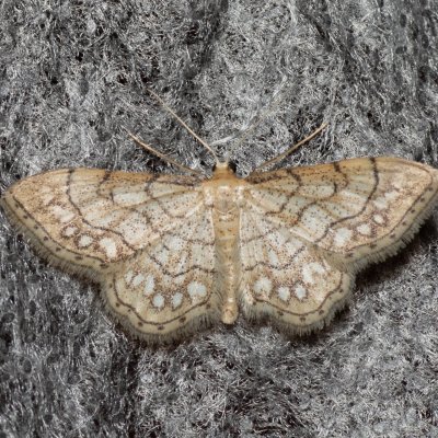 Idaea moniliata (žlutokřídlec běloskvrnný), Hády - lesní lom