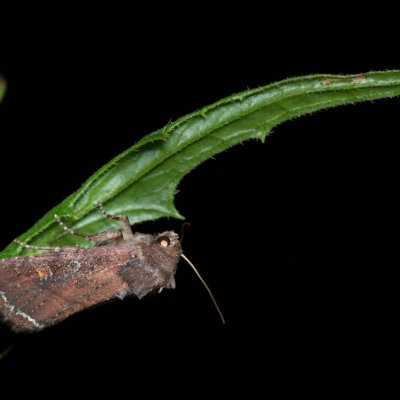 Lacanobia oleracea (můra kapustová), PP Augšperský potok