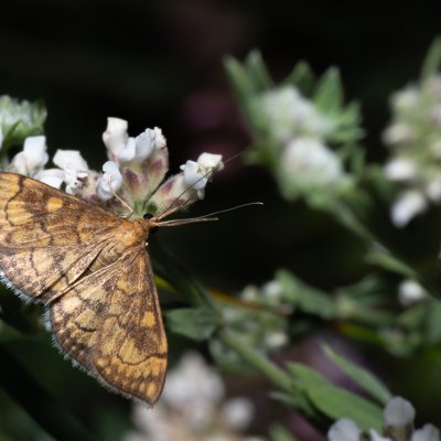 Anania verbascalis (zavíječ diviznový), NPP Pouzdřanská step - Kolby
