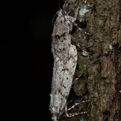 Diurnea fagella (šedivěnka jarní), Žebětín