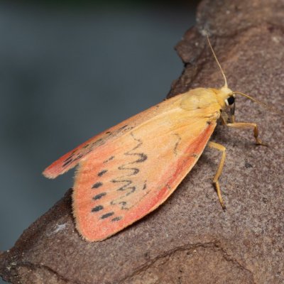 Miltochrista miniata (lišejníkovec půvabný), Žebětín