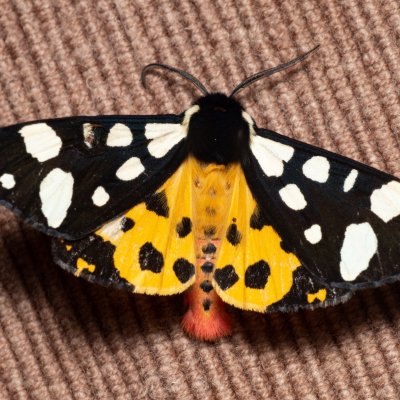 Arctia villica (přástevník špenátový), IT, Kuens, Jižní Tyrolsko