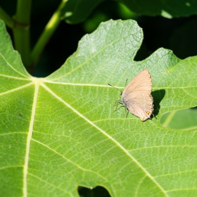 Satyrium ilicis (ostruháček česvinový), HR, Pula