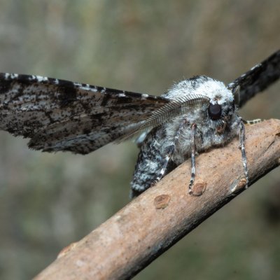 Biston betularia (drsnokřídlec březový), Nebovidy