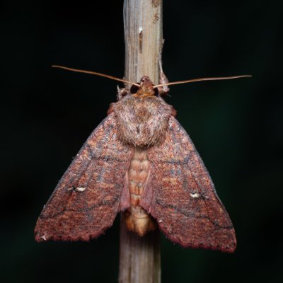 Mythimna turca (plavokřídlec mokřadní), PP Bobrava