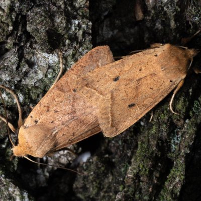 Agrochola macilenta (polnice buková), Žebětín
