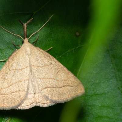 Polypogon tentacularia (žlutavka dlouhonosá), NS Bučín