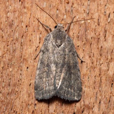 Athetis gluteosa (blýskavka šedohnědá), Bratčice