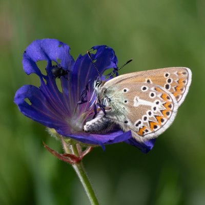 Aricia eumedon (modrásek bělopásný), SK, Štôla