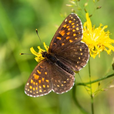 Melitaea diamina (hnědásek rozrazilový), SK, Štôla
