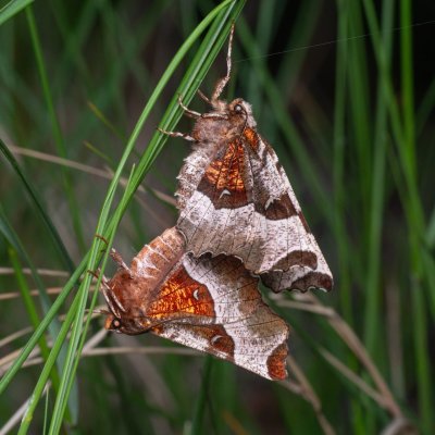 Selenia tetralunaria (zejkovec čtyřměsíčný), PP Betlém