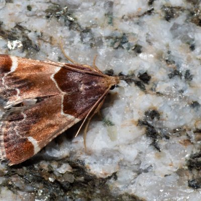 Pyralis farinalis (zavíječ domácí), SK, Štôla