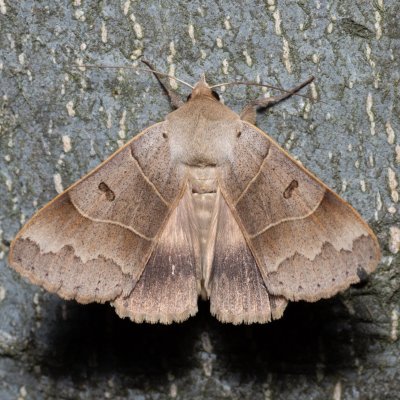 Minucia lunaris (hnědopáska dubová), NS Bučín