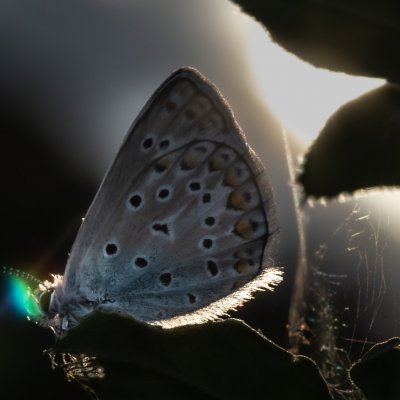 Polyommatus icarus (modrásek jehlicový), Žebětín