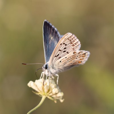 Polyommatus coridon (modrásek vikvicový), PR Kamenný vrch
