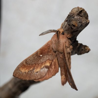 Dendrolimus pini (bourovec borový), Augšperský potok