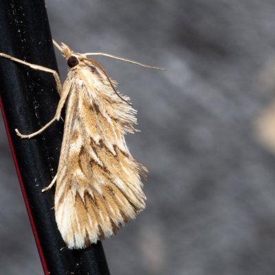 Cynaeda dentalis (zavíječ hadincový), Žebětín