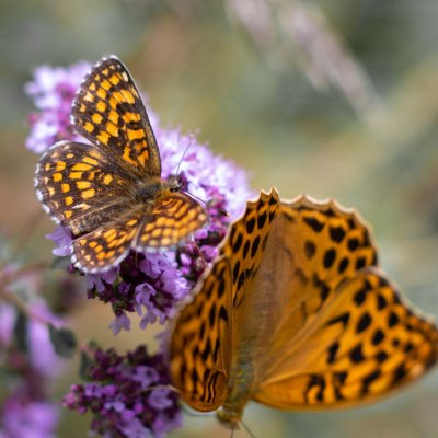 Melitaea athalia (hnědásek jitrocelový), Argynnis paphia (perleťovec stříbropásek), Lysá hora u Ochozu