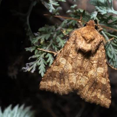 Conisania luteago (můra žlutavá), NPP Pouzdřanská step - Kolby