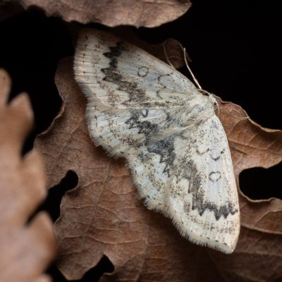 Cyclophora annularia (očkovec javorový), PP Kavky