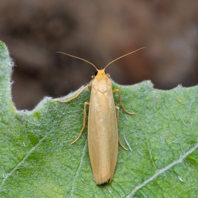 Eilema pygmaeola (lišejníkovec běločelný), NPP Červený kopec