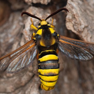 Sesia apiformis (nesytka sršňová), PR Černovický hájek