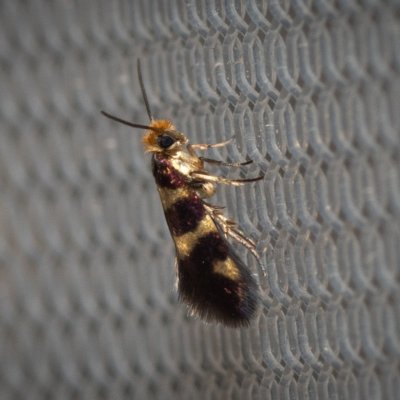 Micropterix myrtetella (-), GR, Sokraki, Korfu