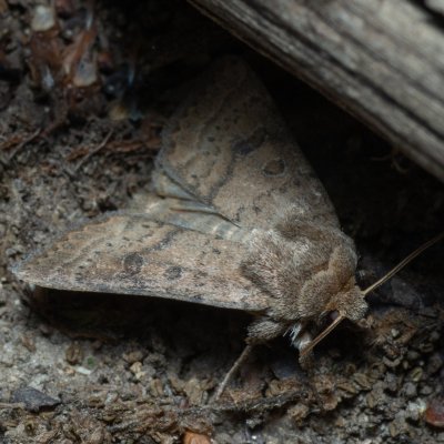 Hoplodrina octogenaria (blýskavka ptačincová), Augšperský potok
