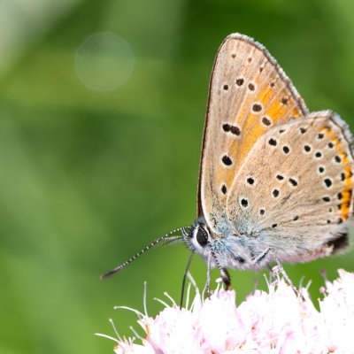 Lycaena hippothoe (ohniváček modrolemý), Pohoří na Šumavě