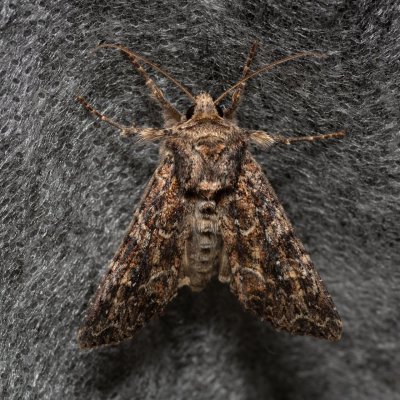 , Havranické vřesoviště