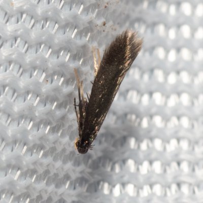 , Hády - Ruženin lom