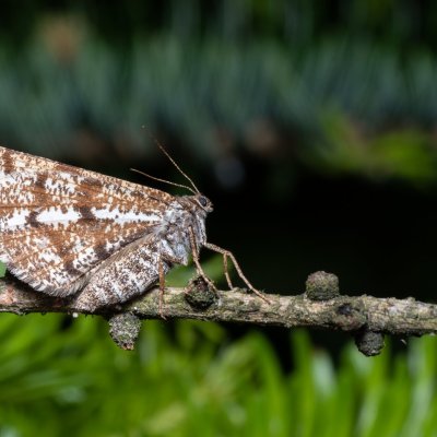 Bupalus piniaria (tmavoskvrnáč borový), Devět křížů