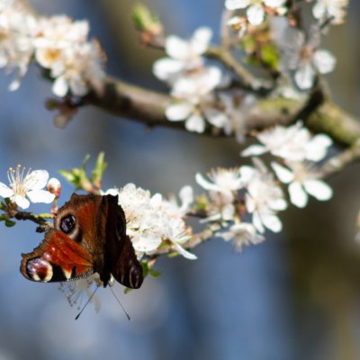 Aglais io (babočka paví oko), Podkomorské lesy