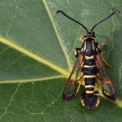 Synanthedon vespiformis (nesytka roupcová), Kamenný vrch