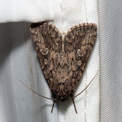 Dichagyris forcipula (osenice šedokřídlá), NPP Pouzdřanská step - Kolby