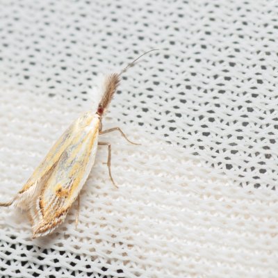 Holoscolia huebneri (-), Hády - lesní lom