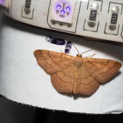 Scopula rubiginata (vlnopásník hnědonachový), Hády - Ruženin lom