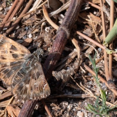 Carcharodus alceae (soumračník slézový), HR, Senj