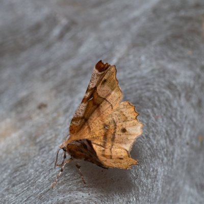 Selenia tetralunaria (zejkovec čtyřměsíčný), Žebětín