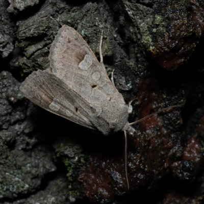 Ammoconia caecimacula (polnice šedá), PP Kavky