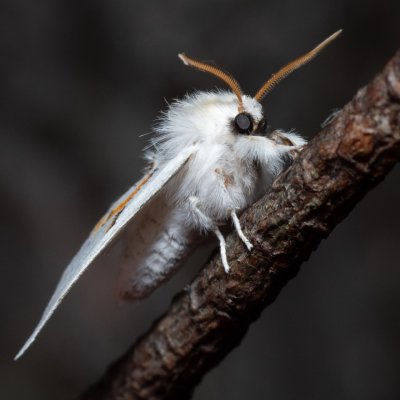 Leucodonta bicoloria (hřbetozubec dvoubarvý), NPR Radostínské rašeliniště