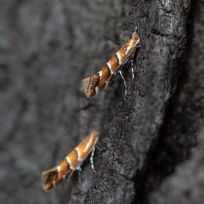 Cameraria ohridella (klíněnka jírovcová), Slavkov u Brna