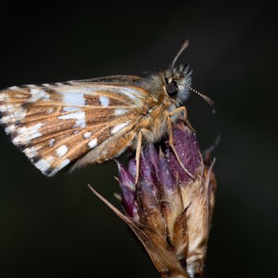 Spialia sertorius (soumračník skořicový), Havranické vřesoviště