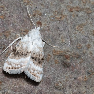 Meganola albula (drobnuška ostružiníková), Devět křížů