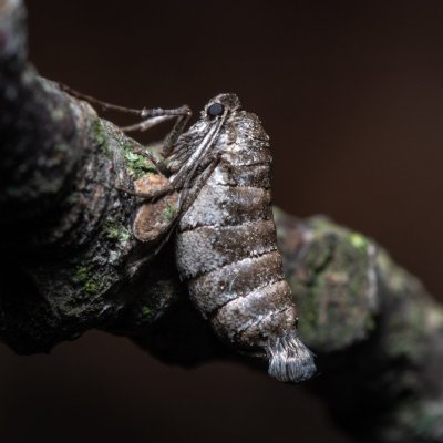 Alsophila aescularia (hedvábnice jarní), PR Kamenný vrch