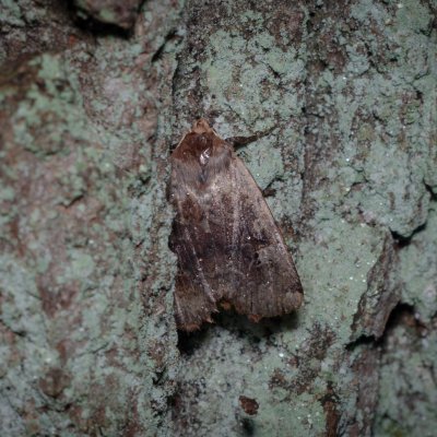 Conistra erythrocephala (zimovnice rudohlavá), Žebětín